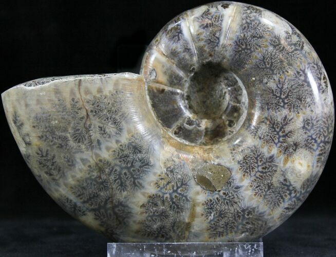 Polished Anapuzosia Ammonite Fossils #25208